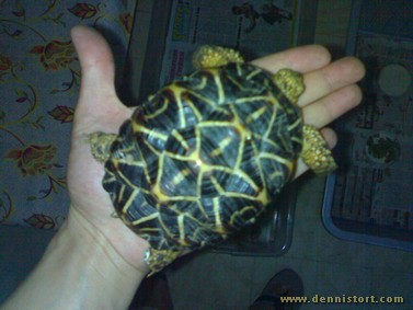 star tortoise hatchling